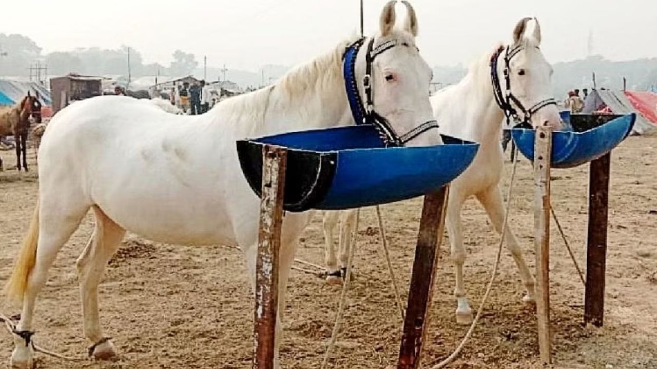 प्रेग्नेंसी में कैसे लगाएंगी रेस? घोड़ियों का सिल दिया प्राइवेट पार्ट, महाराष्ट्र में हैरान करने वाला मामला